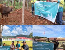 Rayakan Iduladha 1446 H, PT SCM Salurkan Puluhan Hewan Kurban ke Wilayah Lingkar Tambang