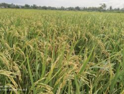 Tidak Sesuai HPP, Harga Gabah Capai 6200 Rupiah per Kilogram