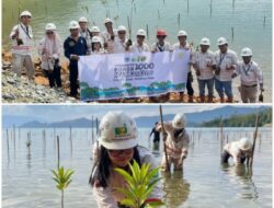 Jaga Lingkungan Pesisir, PT BSJ Lakukan Penanaman 1.000 Pohon Mangrove di Desa Boedingi