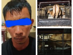 Pelaku Pencurian Sapi di Anggaberi Ditangkap, Dana Penjualan Dipakai Hiburan