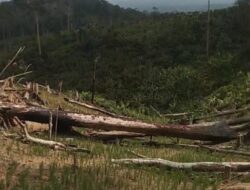 Aktivitas Ilegal Lahap Hutan di TN Rawaopa, Warga Desak Aparat Usut Dugaan Pembiaran