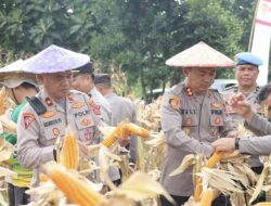 Kapolres Konawe Pimpin Panen Raya Jagung Bisi 2 di Desa Walay